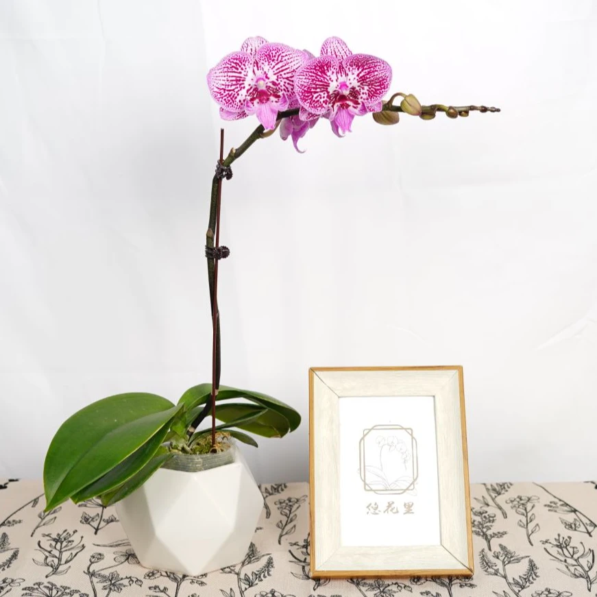 悠花里蝴蝶兰（黑莓）带花带花苞开花株发货