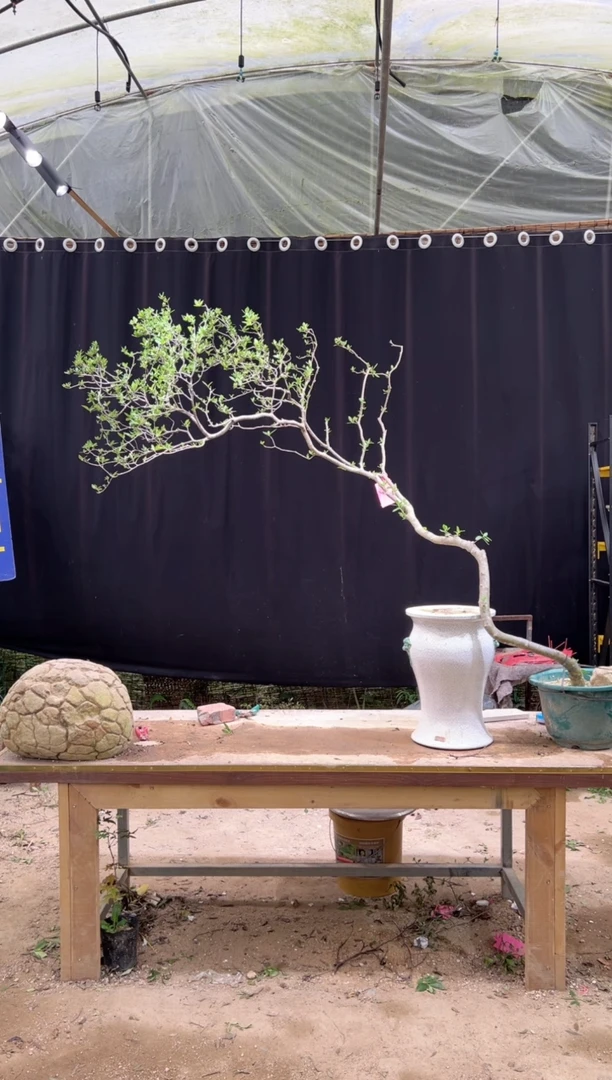 当前无花朵，栽培后可花朵找*  海岛栀子花