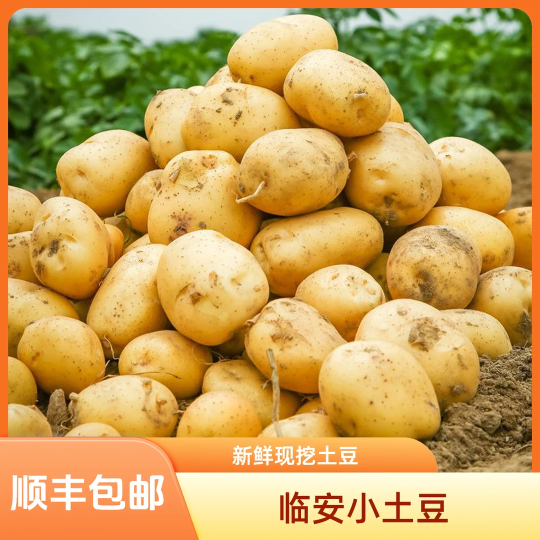 临安现挖粉糯黄心小土豆新鲜农家迷你马铃薯洋芋3斤/5斤顺丰包邮