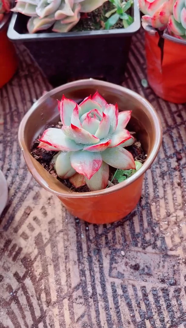 姗*跃跃精品多肉21140