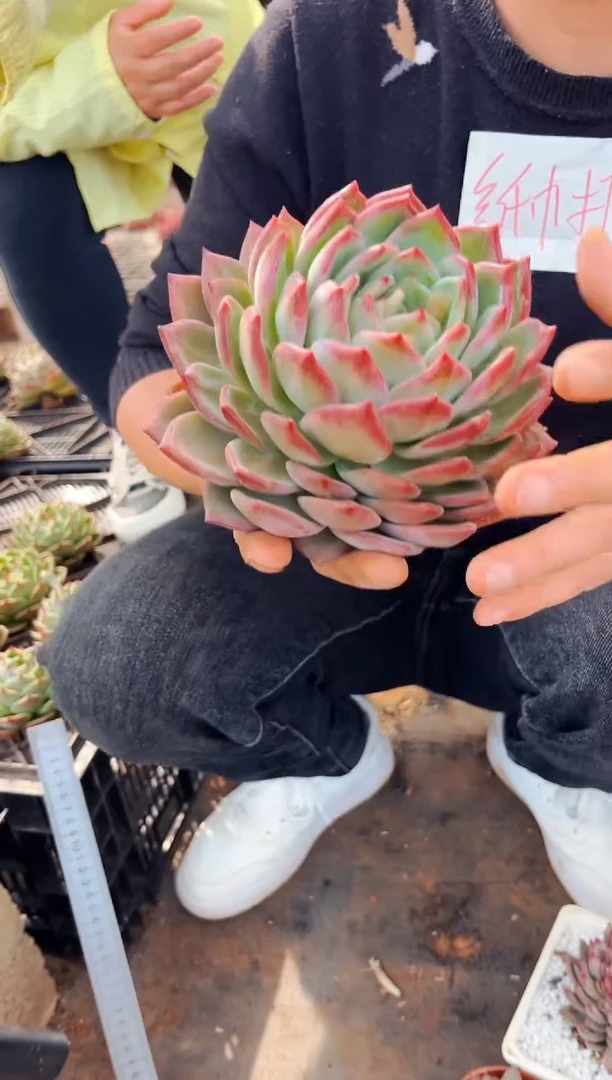 【闪购商品】量拍夜魔侠60一颗