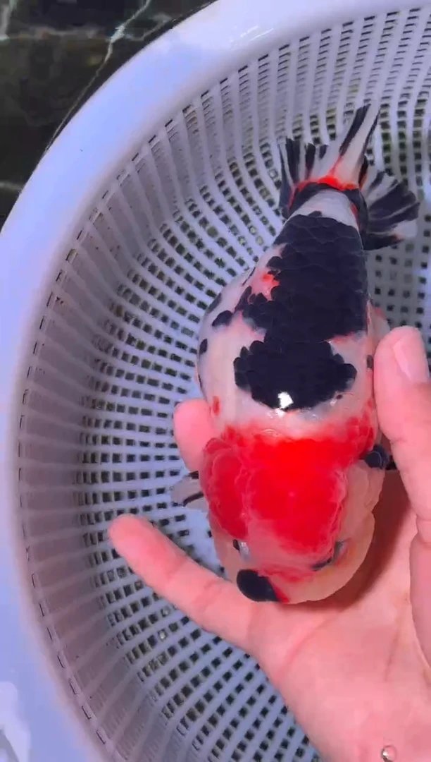 金鱼（运费到付，马印灯下展示）福州追鱼兰寿金鱼