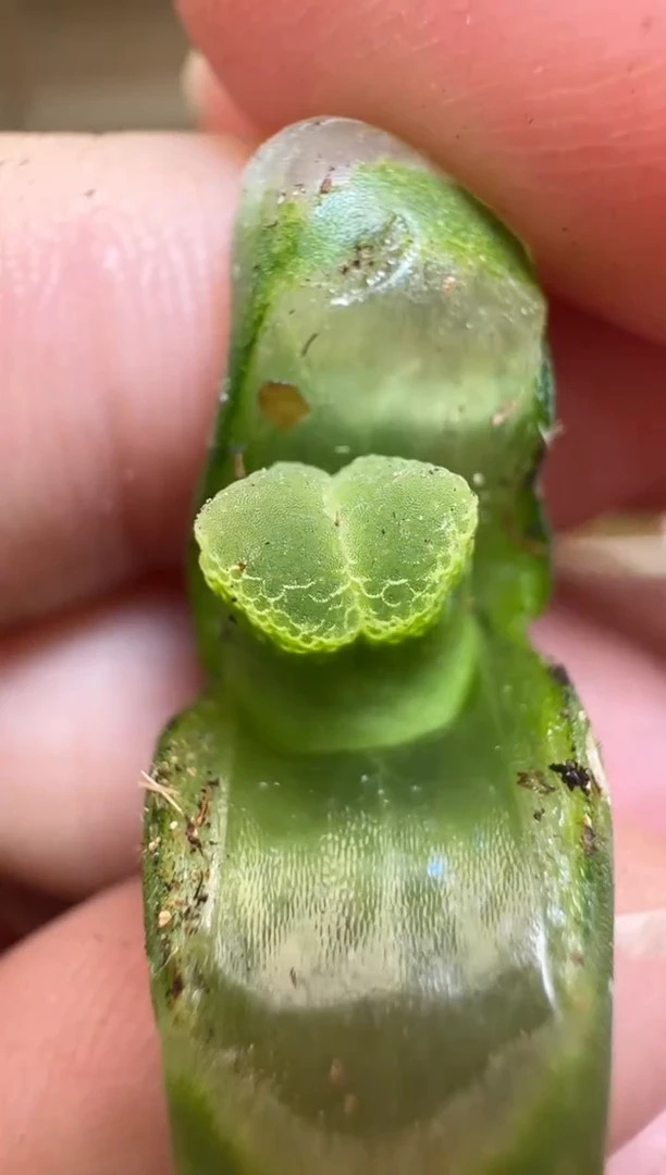 【闪购商品】2/4-217