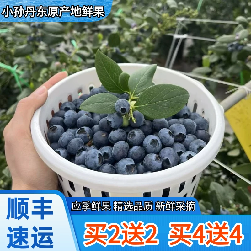 【买四送四】顺丰速运丹东宝宝蓝莓八甜两酸鲜果采摘产地直发