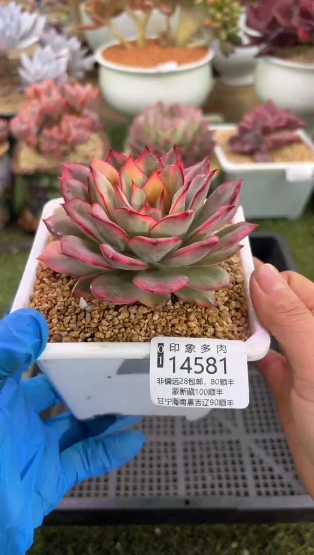 【闪购商品】14581