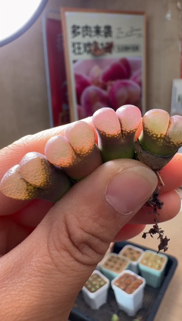 疯狂多肉石头348岛田原株一颗