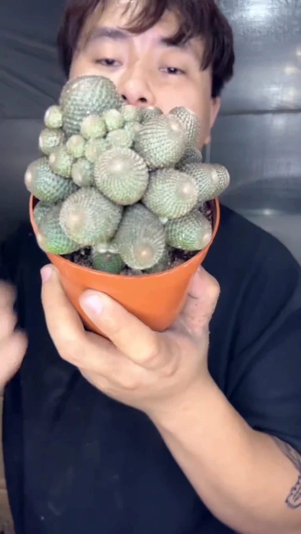 多头 橙宝山【带根】