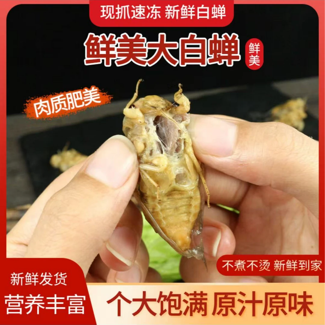 刚脱壳新鲜白蝉知了猴顺丰包邮虎虎