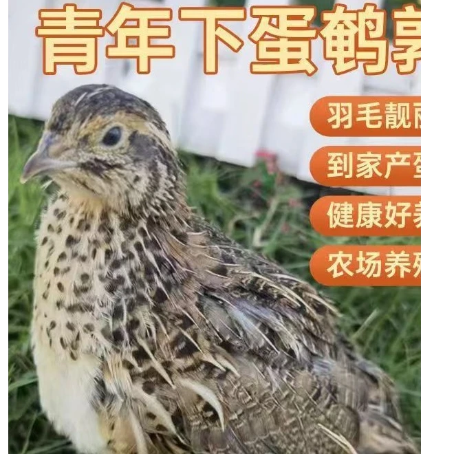 精品产蛋王黄羽鹌鹑 阳台小宠物