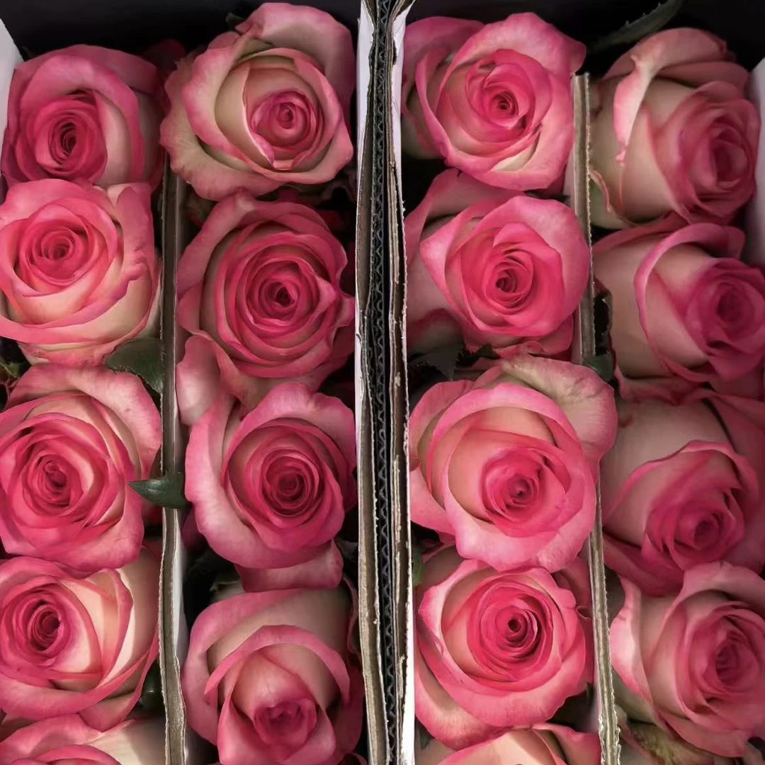 艾莎玫瑰，每扎20支