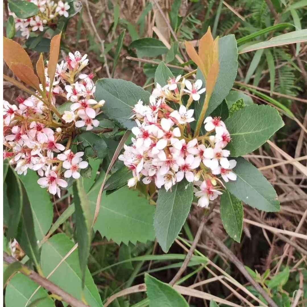 春花石斑木，栀子花一物一拍链接