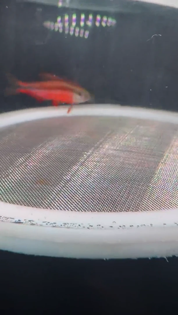 灯科鱼大***113-24超红 3厘米左右【不包黑点】1条