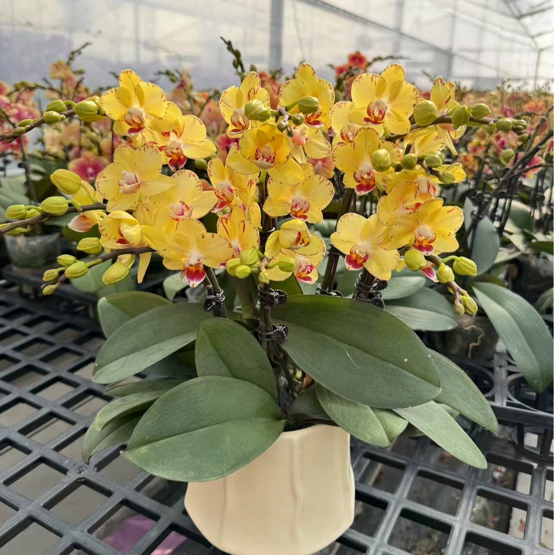 蝴蝶兰《金凤凰》黄色系欧品年宵花 鲜活绿植 带花带苞 基地直发