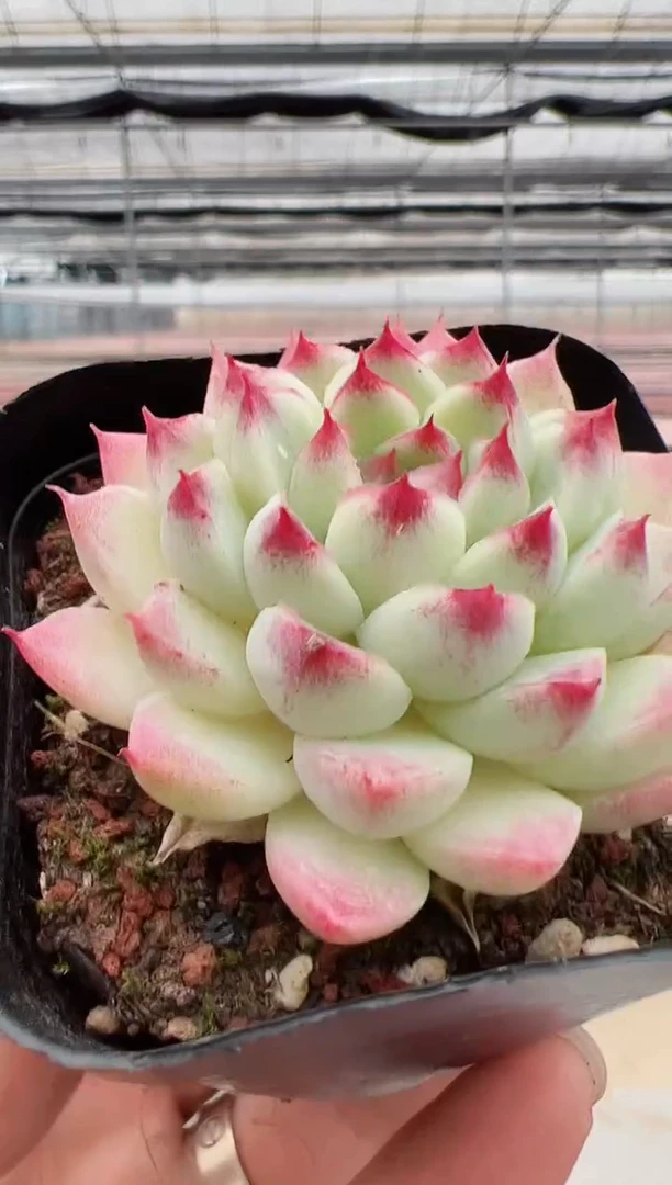 【闪购商品】新款多肉-159