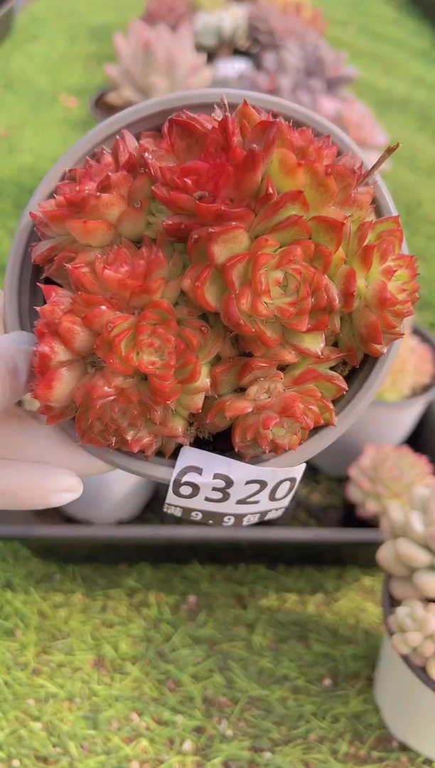 【闪购商品】信福多肉一物一拍