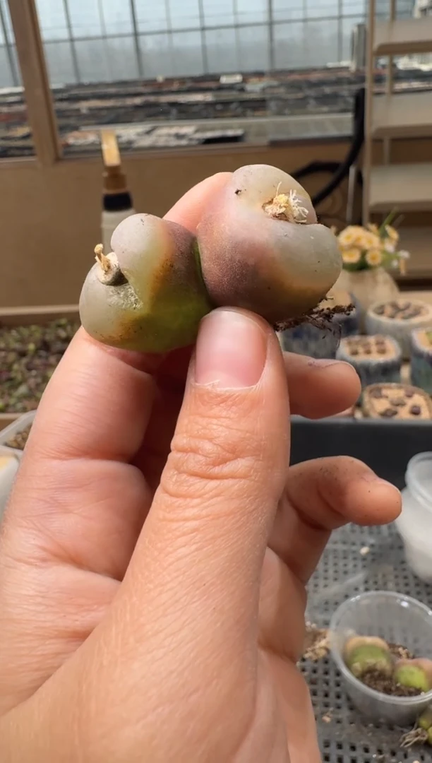 29-119多肉植物肉锥