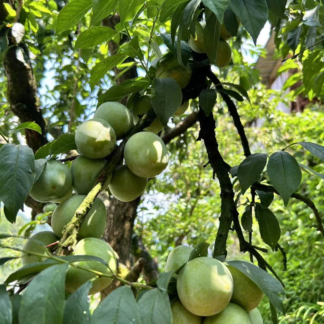 湖南怀化高山空心奈李