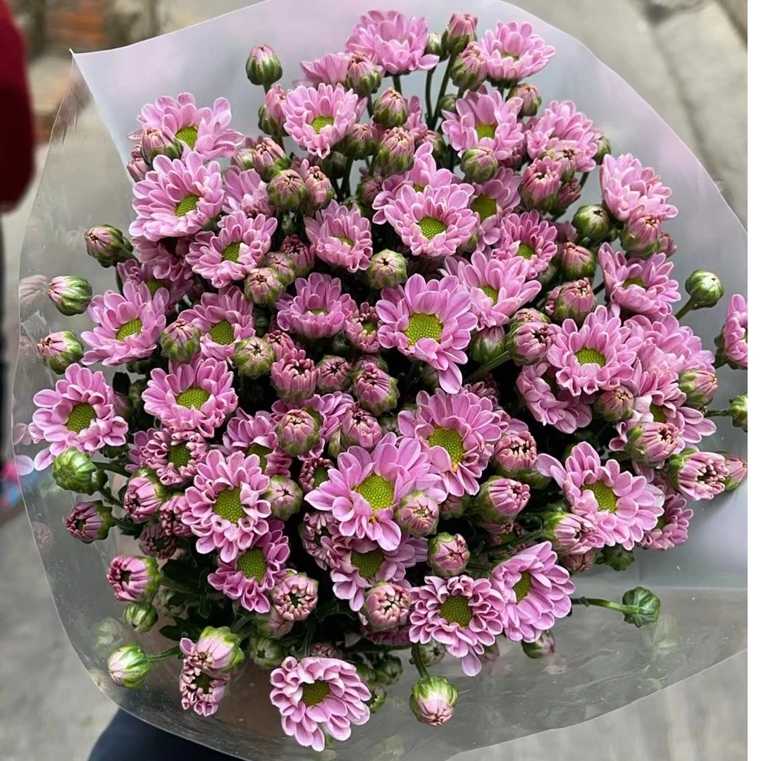 小粉 小雏菊全店任意N单一个运费