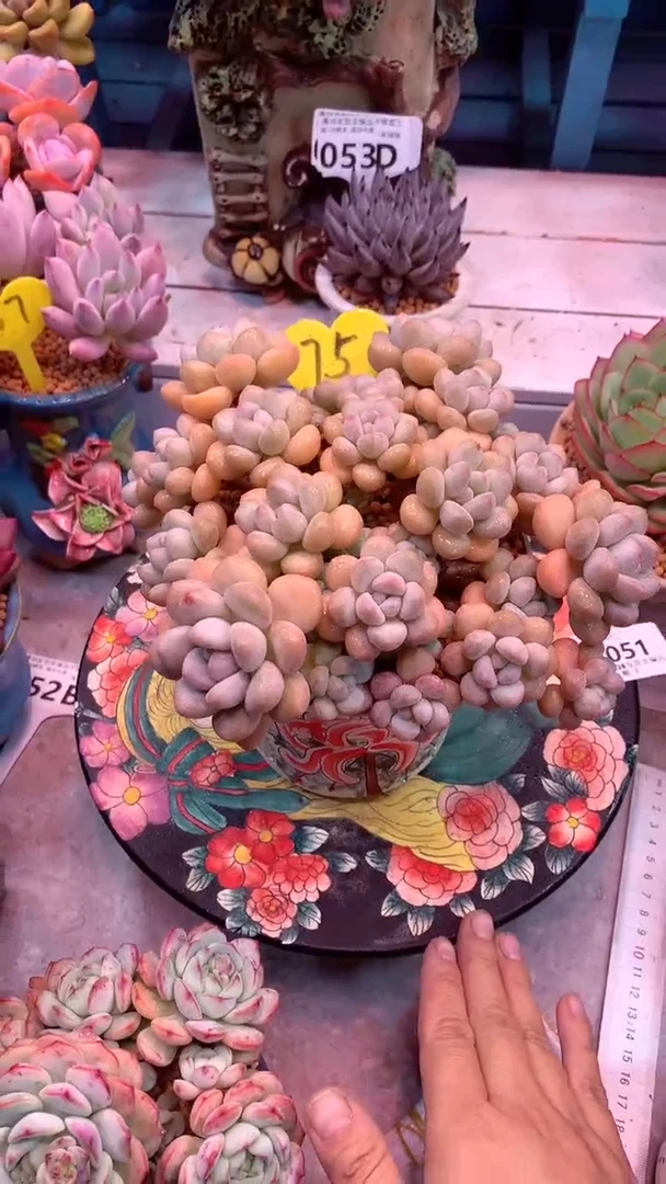 模特75号泡泡糖（一物一拍实付满28发货，默认不带盆土）