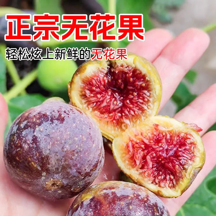 无花果树苗 新品斯特拉 格莱斯 彩虹 金傲芬 华丽 波尔多