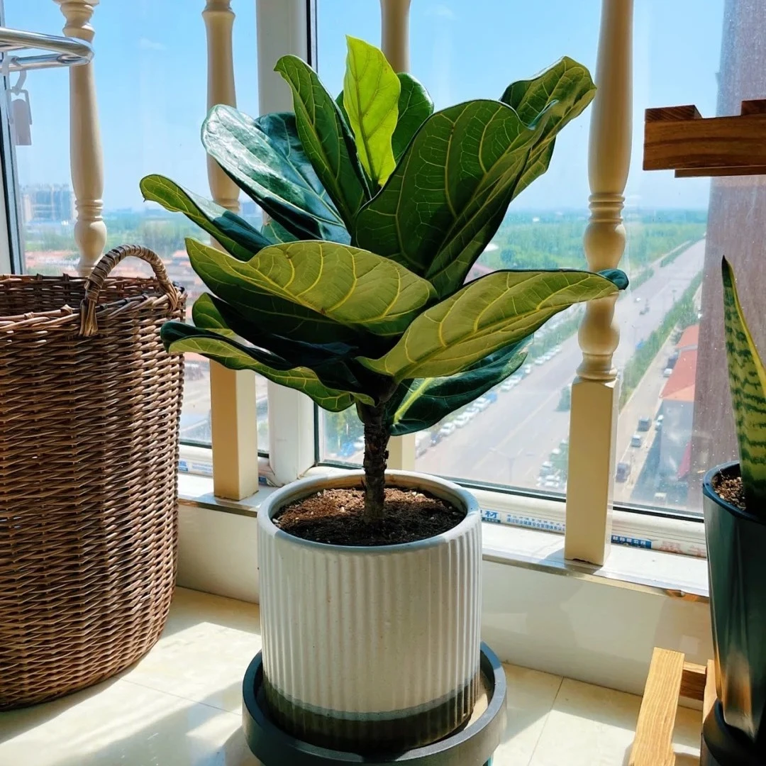 琴叶榕盆栽绿植室内植物大型网红观叶北欧风（非一物一拍）