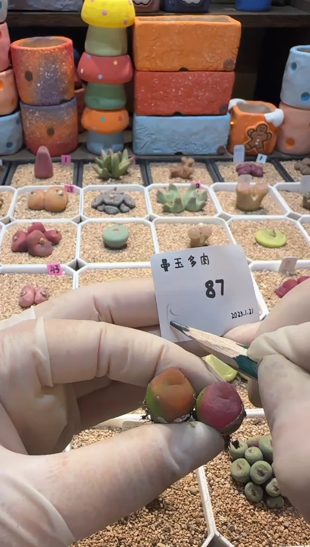 【闪购商品】25.1.21-87