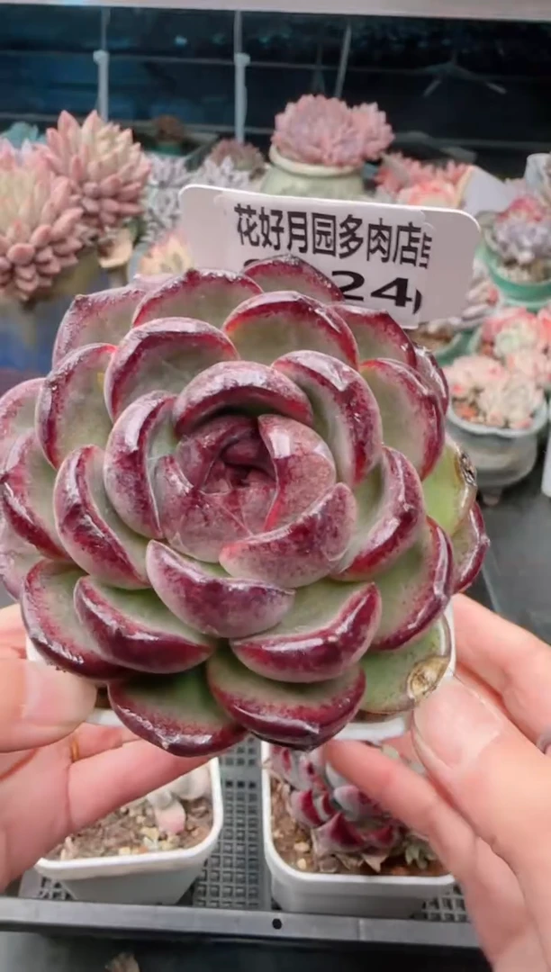 【闪购商品】9124.