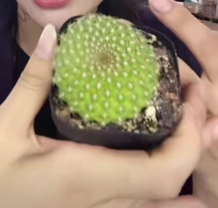 二妹园艺【 1颗  青苹果沟宝   实生根 】带盆土随机发货