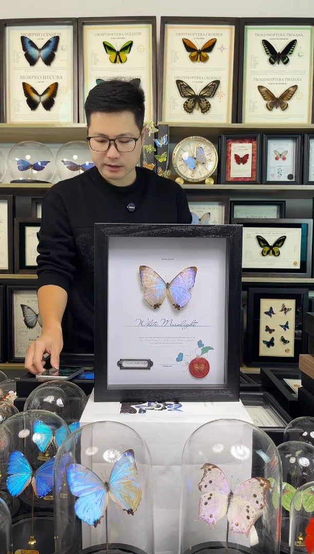 夜明珠闪蝶蝴蝶标本装饰画