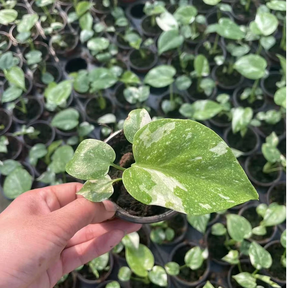 洒金龟背竹小苗锦化植物室内网红绿植