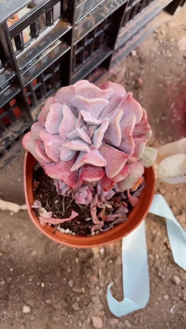 【闪购商品】22158