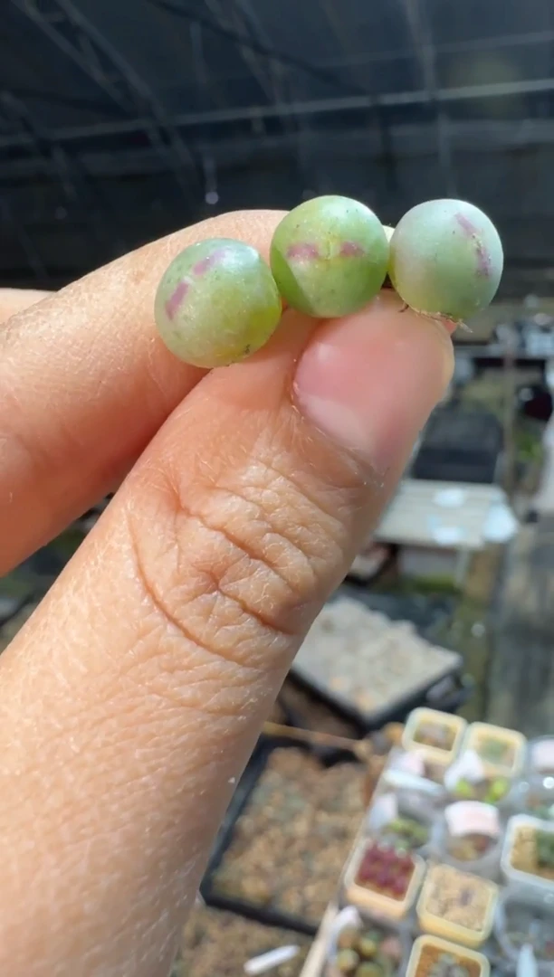 【天津专属】193多肉植物肉锥皮卡丘一颗