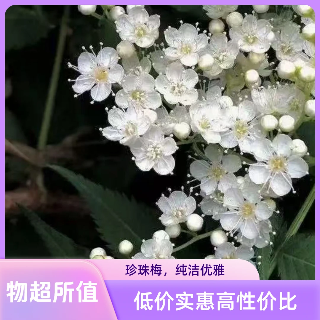 珍珠梅喷雪花耐寒庭院多年生观赏形状宿根植物