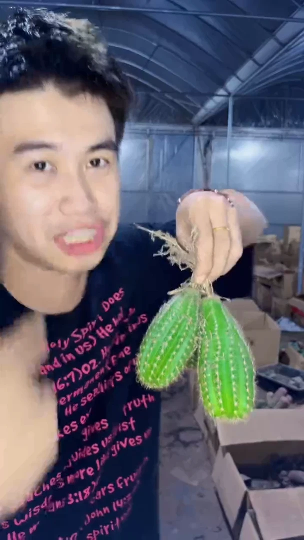 3颗 飞碟毛花柱【带根】