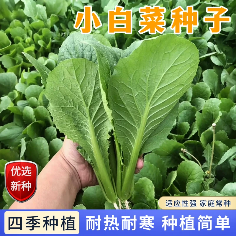 【全店满5包包邮】四季小白菜种子新手阳台蔬菜籽速生高产蔬菜籽