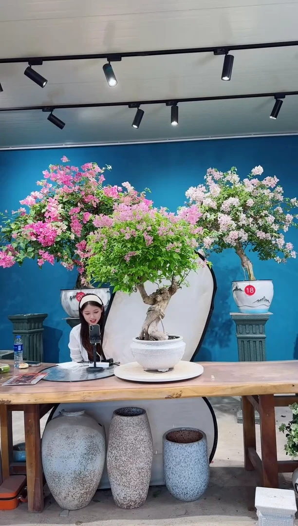 全部花朵粉红豹三角梅