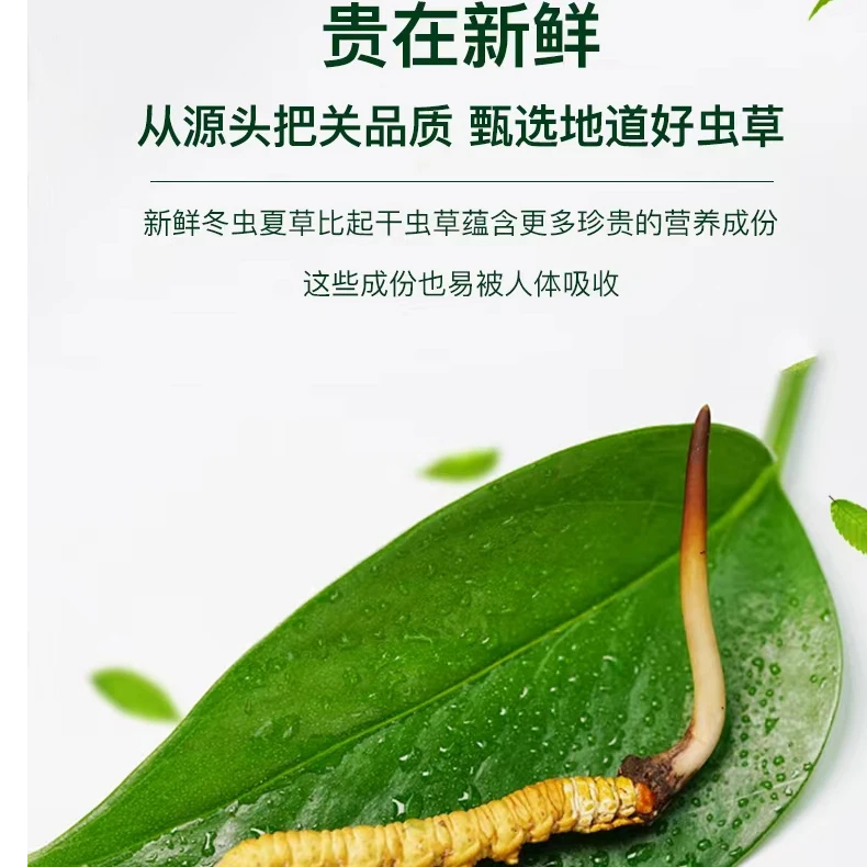【福利小草】精选小短把 2025年新鲜冬虫夏草 新