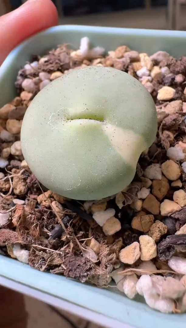 猫*?多肉植物肉锥16-295