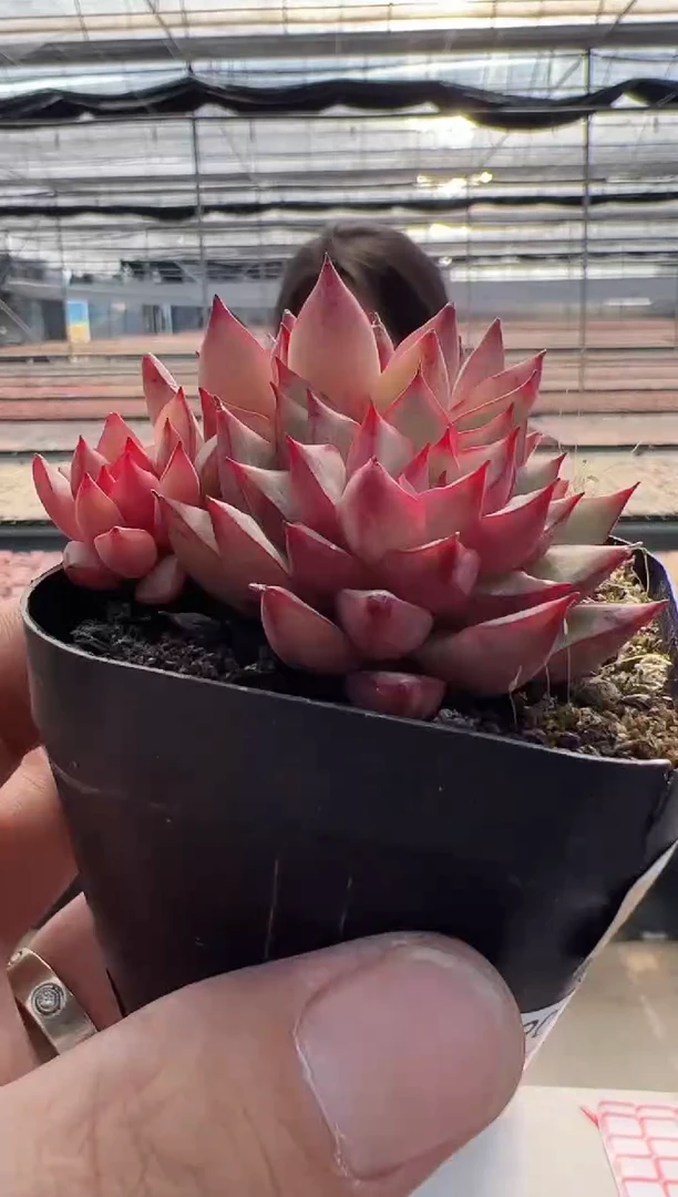 【闪购商品】碧玺-4