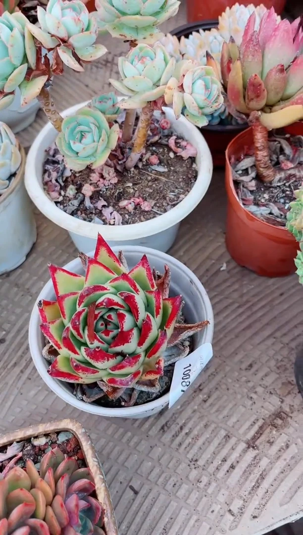 10087多肉植物一物一拍