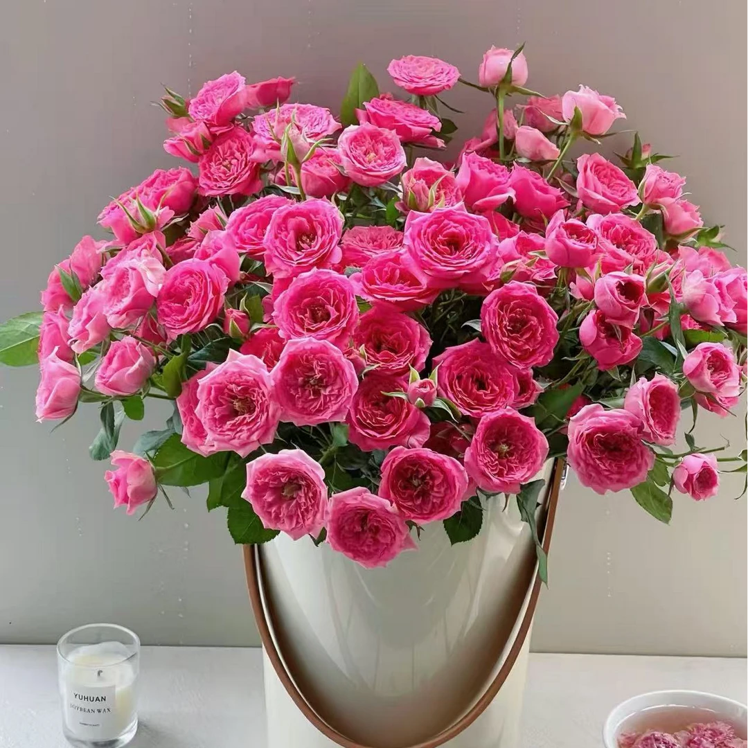 【花予专属】10枝  苏菲宝贝多头玫瑰  云南鲜切花