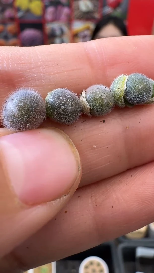 【闪购商品】1-15大型红花紫毛球一颗