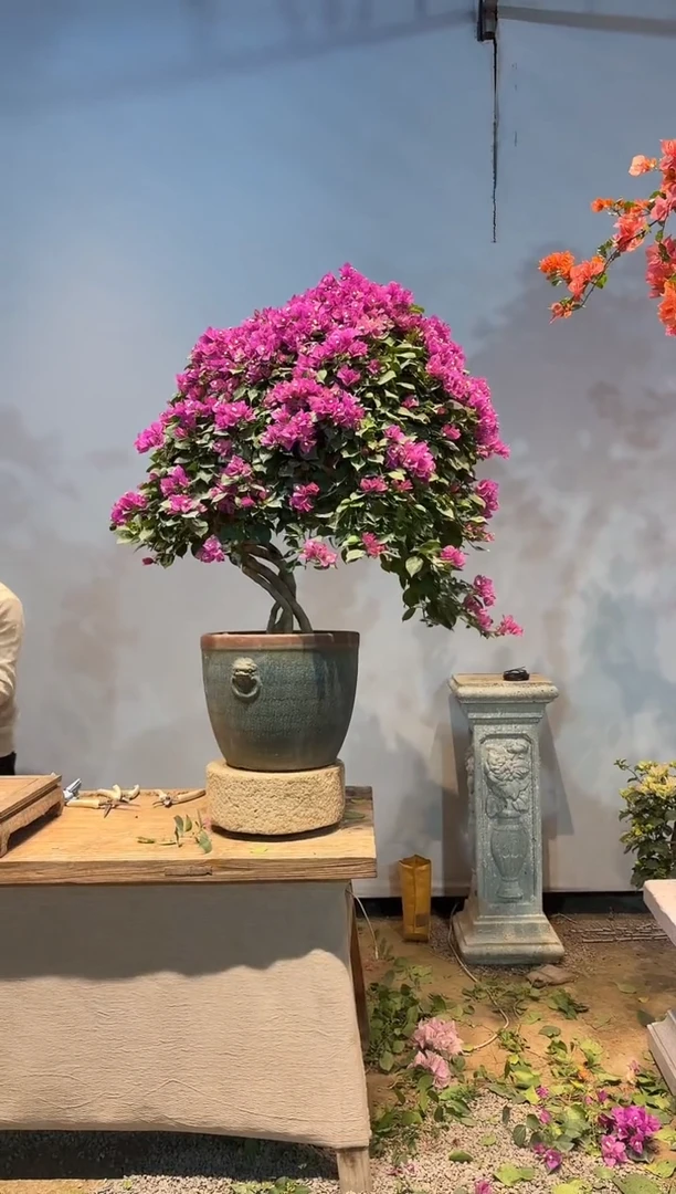 全部花朵帅***友三角梅22