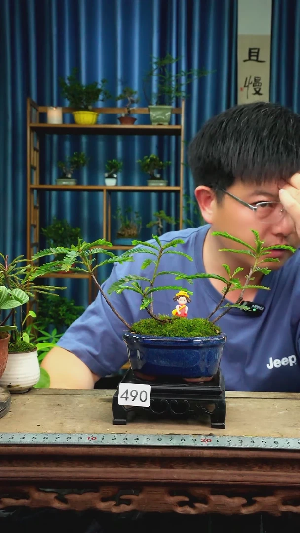 无花朵苔藓微景观490号