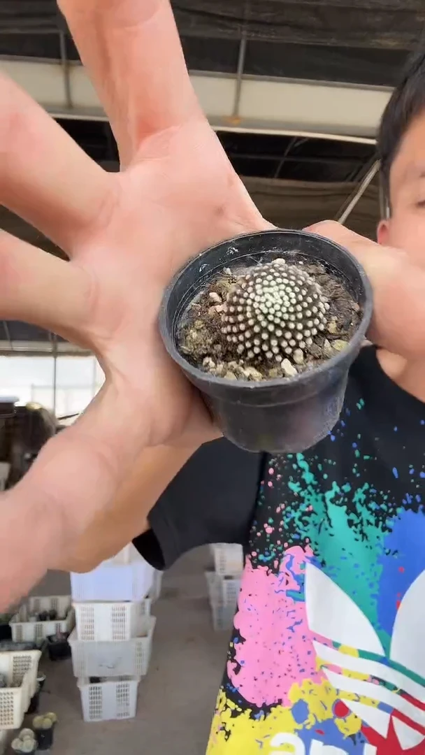 自根松针牡丹19.99