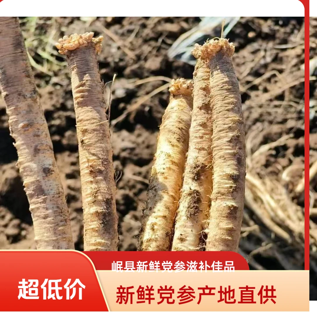 其他甘肃原产地鲜党参现挖现发大条无硫高原品质煲汤滋补