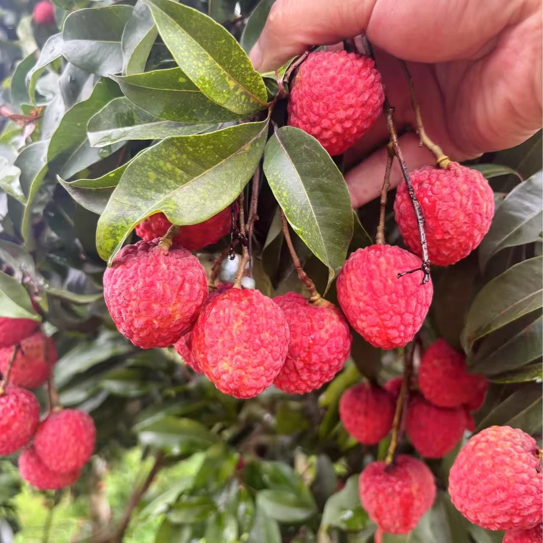 【广东 广西 福建 江西 湖南 顺丰快递】  广东仙进奉荔枝净重4斤