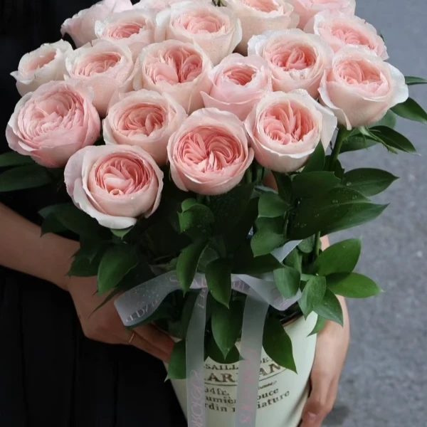 【精选AA】凯瑟琳--单头玫瑰