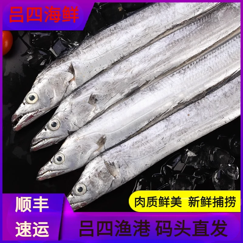 吕四渔港 新鲜正宗小眼睛油带鱼流网，老鹰带