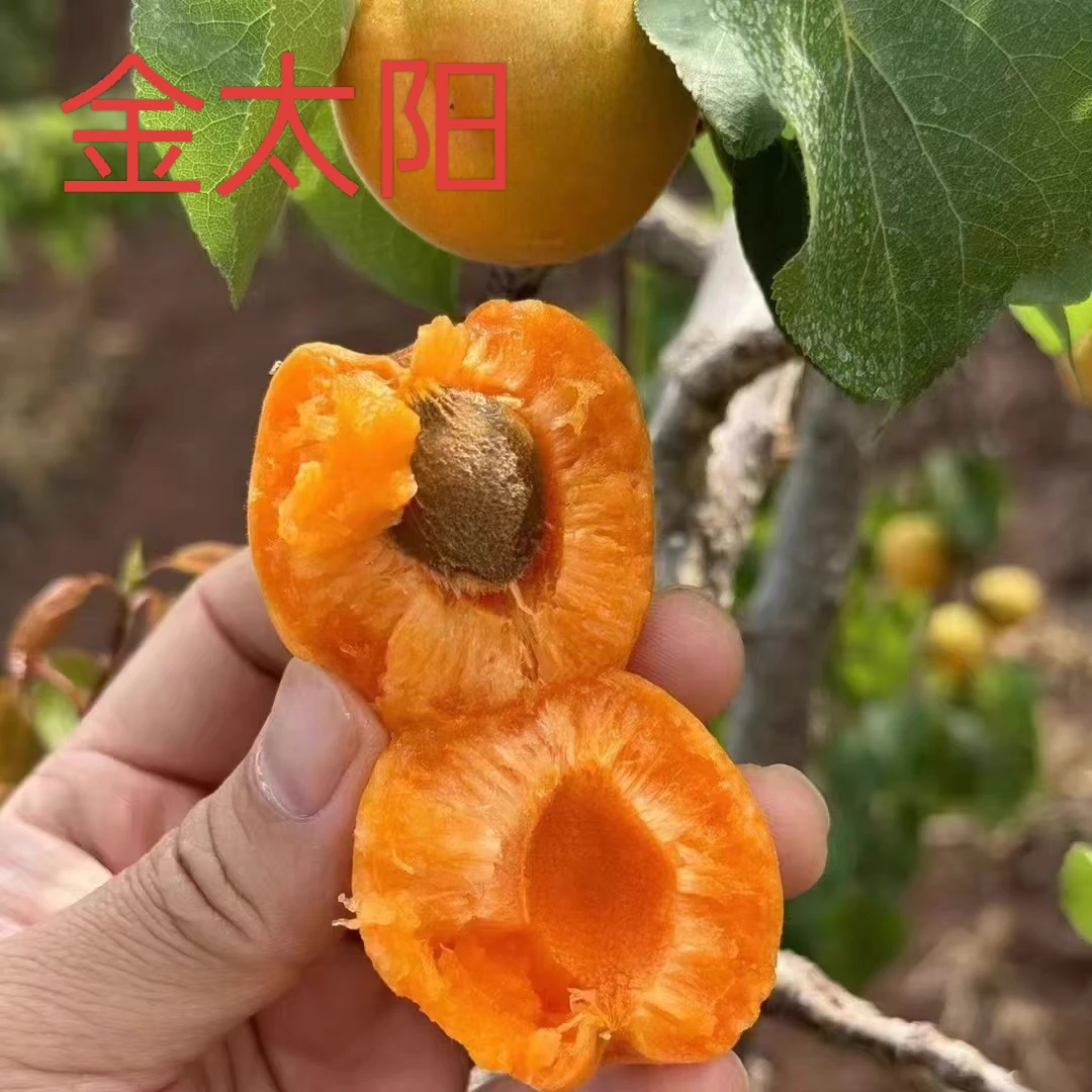 正宗帝王杏凯特杏金太阳杏珍珠油杏红梅杏适合南北方种植柿子
